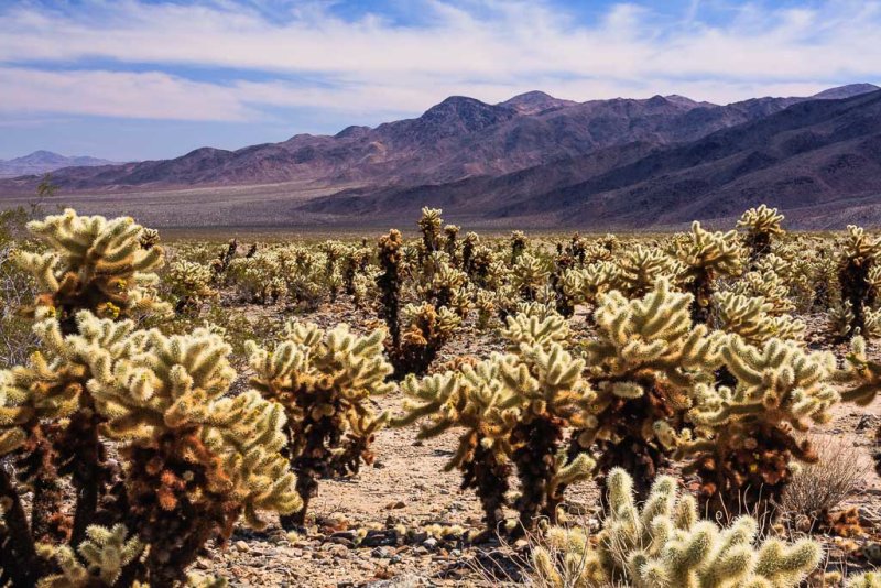 Cholla Cactus