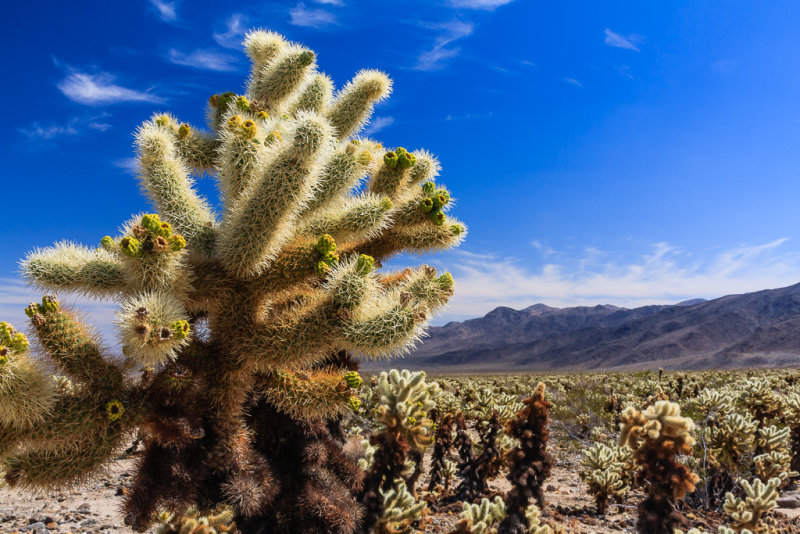 Cholla Cactus