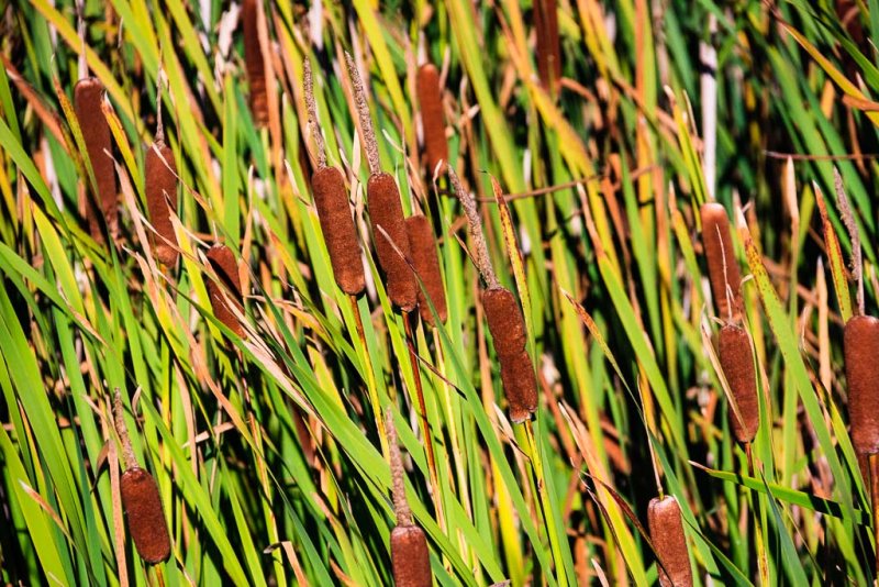 Bulrush