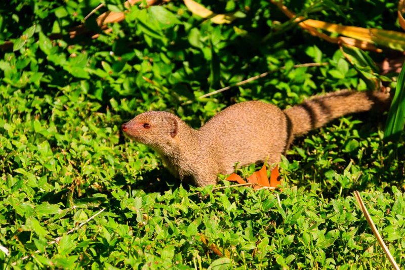 mongoose