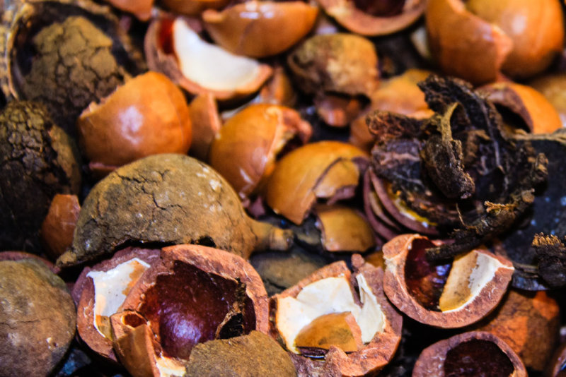 Macadamia Shells