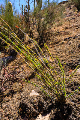 Ocotillo Cactus