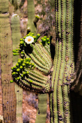 Flowering Saguaro