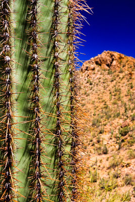 Prickly Saguaro