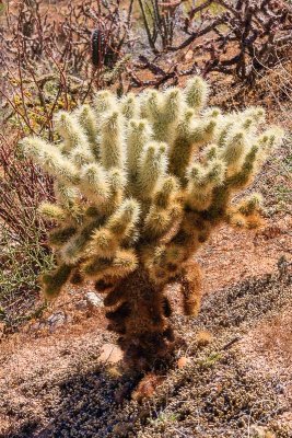 Cholla Cactus