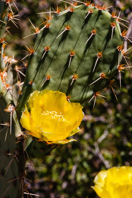 Prickly Pear Cactus