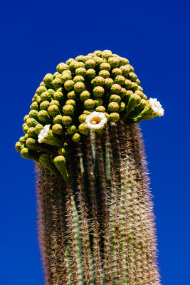 Flowering Saguaro