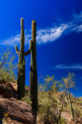 Saguaro National Park, Arizona