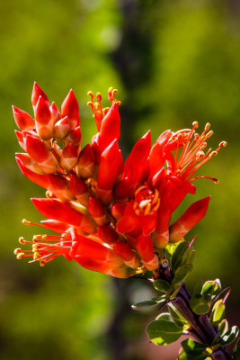 Octillo Cactus Flowers