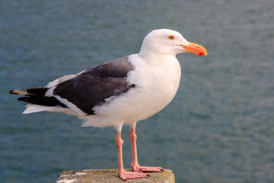 Sea Gull