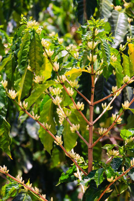 Coffee Plant In Flower