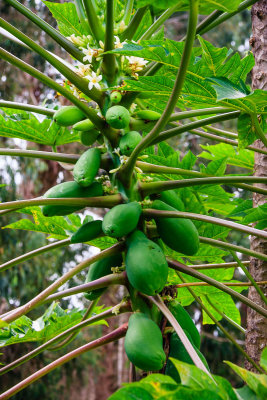 Papaya