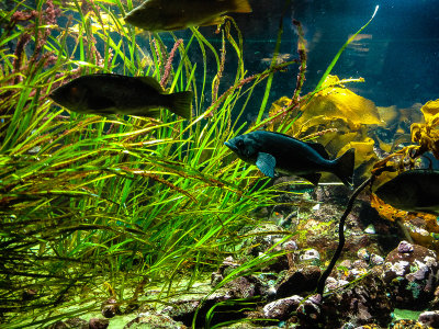 Aquarium with iPhone