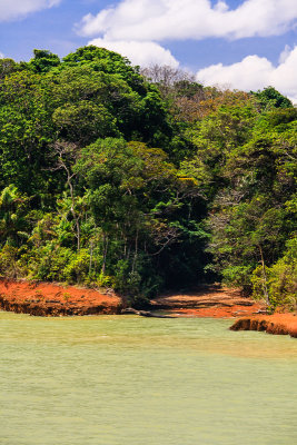 Jungle