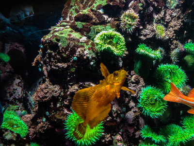 Aquarium with iPhone