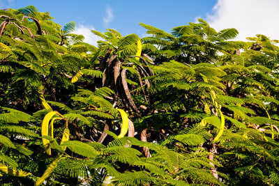 Royal Poinciana Seed Pods