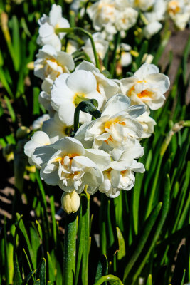 Narcissus