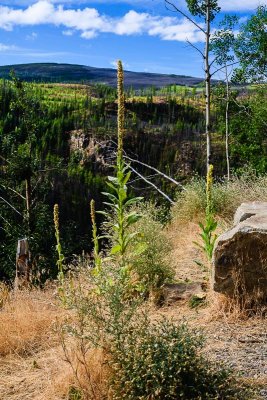 Myra Canyon (Kelowna),B.C.