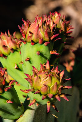 Living Desert Zoo And Gardens State Park, Carlsbad, New Mexico