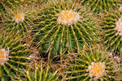 Barrel Cactus