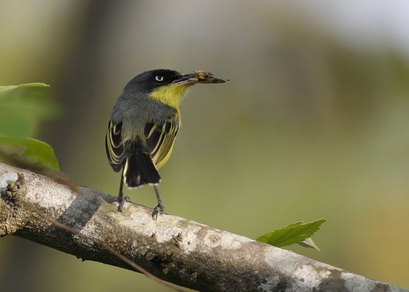 COMMON TODY-TYRANT - Todirostrum cinereum - GEELBUIKSCHOFFELSNAVEL