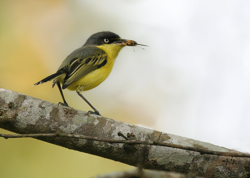 COMMON TODY-TYRANT - Todirostrum cinereum - GEELBUIKSCHOFFELSNAVEL
