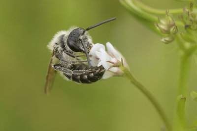 ZILVEREN ZANDBIJ - Andrena argentata - SMALL SANDPIT MINING-BEE