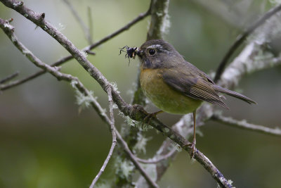 COLLARED BUSH-ROBIN - Tarsiger johnstoniae - TAIWANBLAUWSTAART