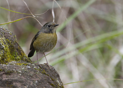 COLLARED BUSH-ROBIN - Tarsiger johnstoniae - TAIWANBLAUWSTAART