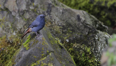 PLUMBEOUS REDSTART - Phoenicurus fuliginosus - WATERROODSTAART
