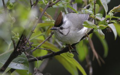 TAIWAN YUHINA - Yuhina brunneiceps - TAIWANMEESTIMALIA