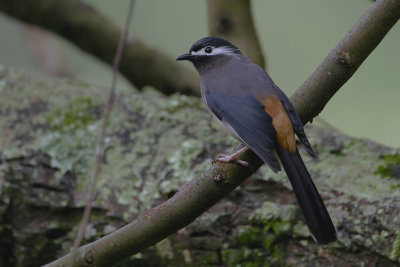 WHITE-EARED SIBIA - Heterophasia auricularis - WITOORSIBIA