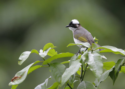 LIGHT-VENTED BULBUL - Pycnonotus sinensis - CHINESE BUULBUUL