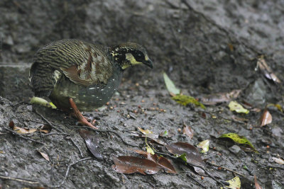 TAIWAN HILL PARTRIDGE - Arborophila crudigularis - TAIWANBOSPATRIJS