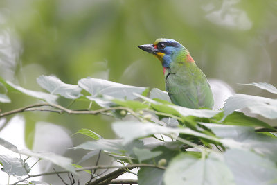 TAIWAN BARBET - Psilopogon nuchalis - TAIWANBAARDVOGEL