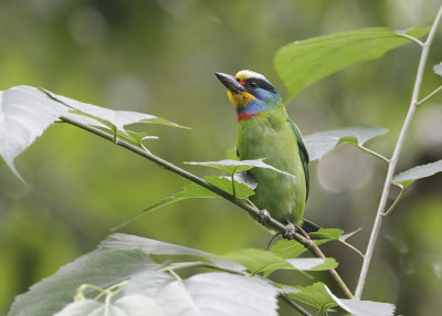 TAIWAN BARBET - Psilopogon nuchalis - TAIWANBAARDVOGEL