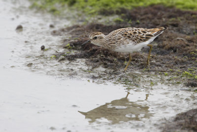 LONG-TOED STINT - Calidris subminuta - TAIGASTRANDLOPER