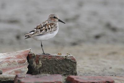 RED-NECKED STINT - Calidris ruficollis - ROODKEELSTRANDLOPER