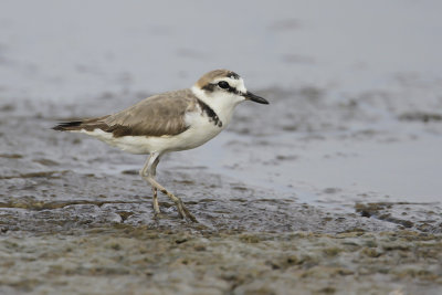 KENTISHPLOVER - Charadrius alexandrinus nihonensis - STRANDPLEVIER