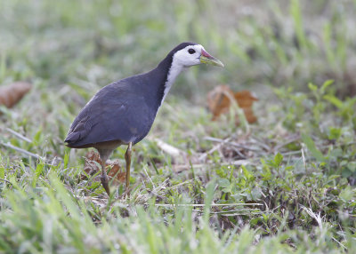 WHITE-BREASTED WATERHEN - Amaurornis phoenicurus - WITBORSTWATERHOEN