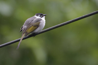 TAIWAN BULBUL - Pycnonotus taivanus - TAIWANBUULBUUL