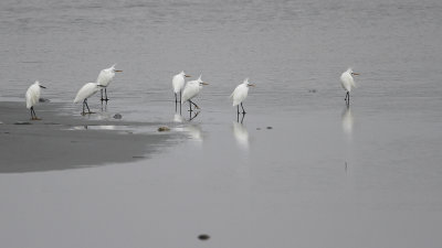 SWINHOE'S EGRET - Egretta eulophotes - CHINESE ZILVERREIGER