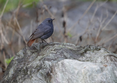 PLUMBEOUS REDSTART - Phoenicurus fuliginosus - WATERROODSTAART