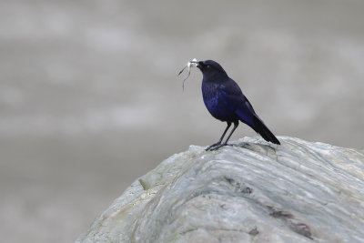TAIWAN WHISTLING THRUSH - Myophonus insularis - TAIWANFLUITLIJSTER