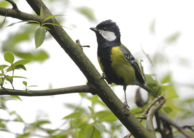 GREEN-BACKED TIT - Parus monticolus - BERGKOOLMEES