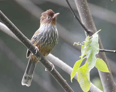TAIWAN BARWING - Actinodura morrisoniana - TAIWANSTREEPVLEUGEL