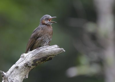 BROWN-EARED BULBUL - Microsclis amaurotis pryeri - BRUINOORBUULBUUL
