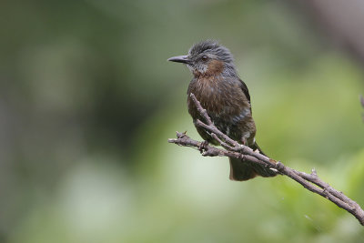 BROWN-EARED BULBUL - Microsclis amaurotis pryeri - BRUINOORBUULBUUL