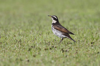 DUSKY THRUSH - Turdus eunomus - BRUINE LIJSTER