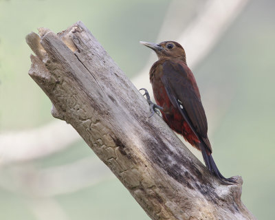 PRYER'S WOODPECKER - Dendrocopos noguchii - OKINAMA SPECHT